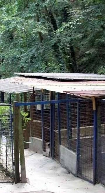 Cane morì di tumore dopo essere scappato Padrone a processo 