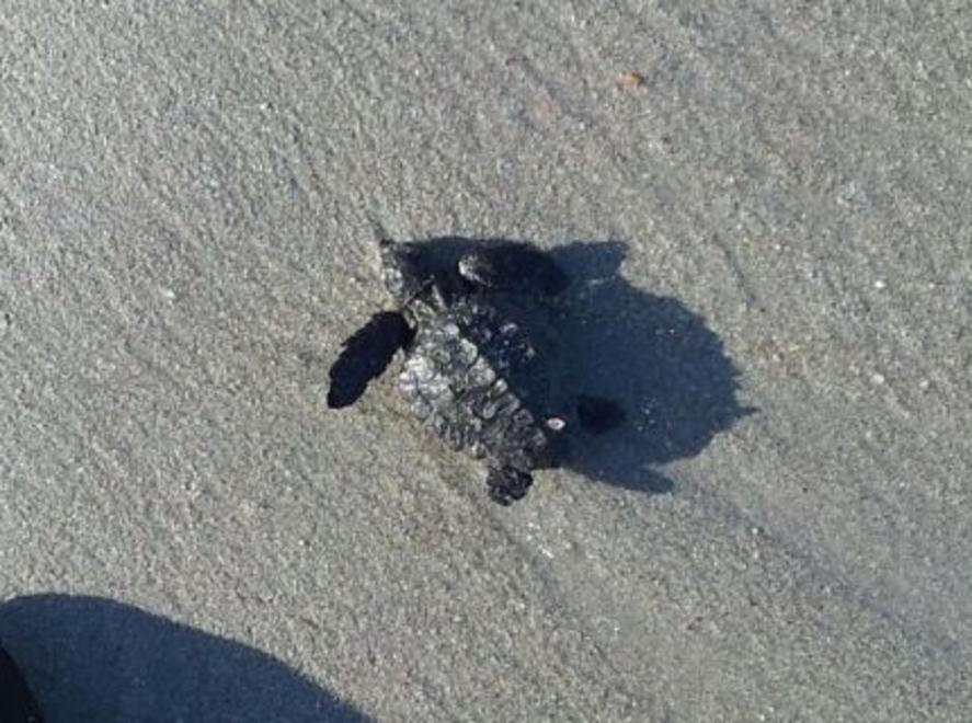 Il golfo di Olbia culla per baby tartarughe