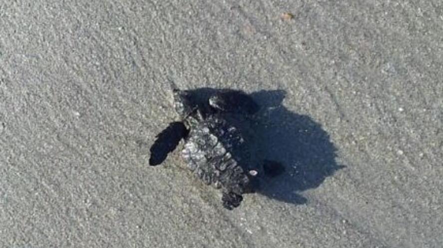 Il golfo di Olbia culla per baby tartarughe