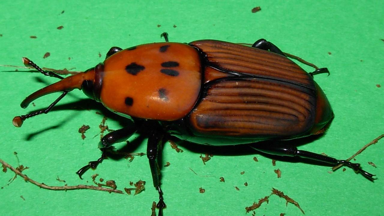 Il Rhynchophorus ferrugineus