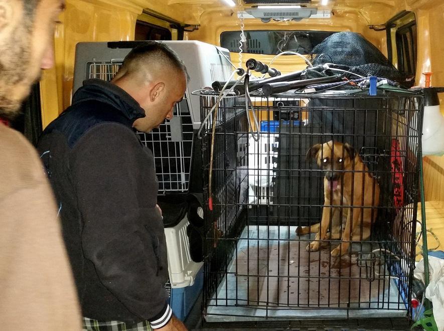 Il cane catturato a Filigheddu