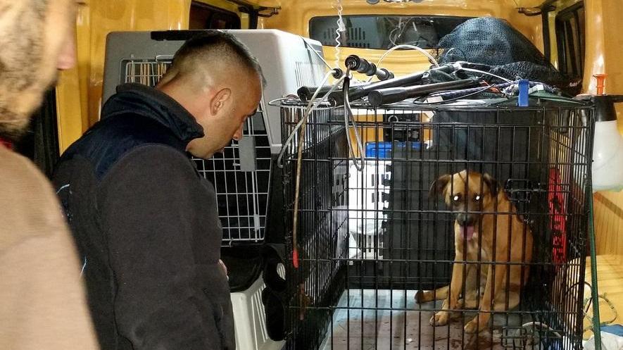 Il cane catturato a Filigheddu