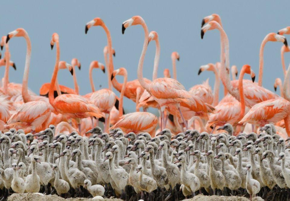 Cagliari, villa abusiva a Molentargius: il Tar è per la demolizione