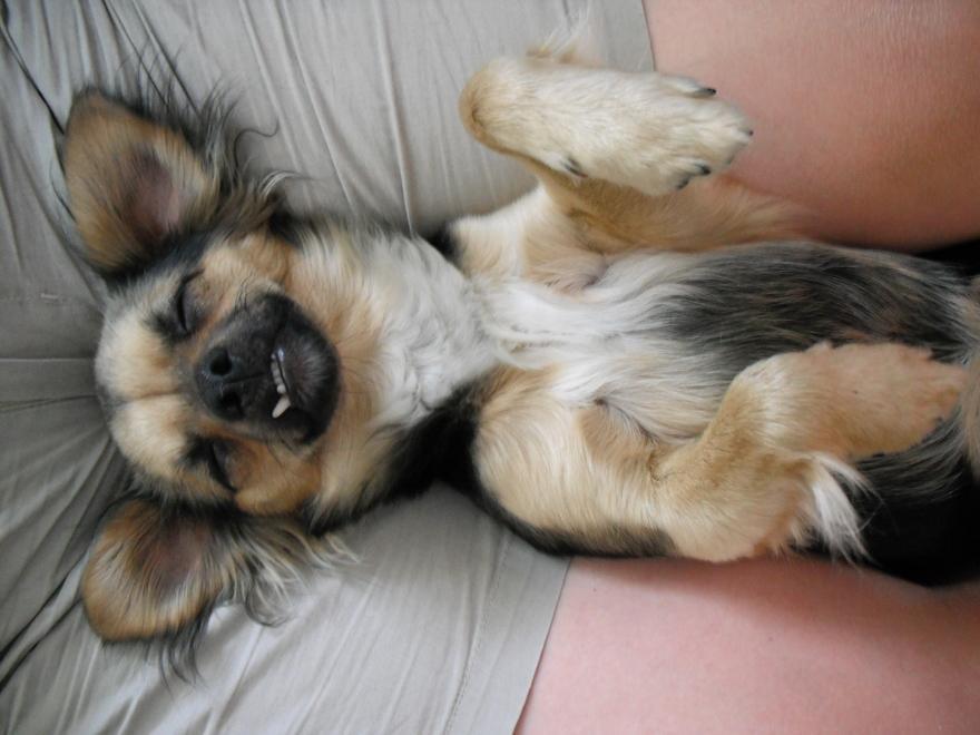 Fido chiuso in casa con noi per colpa del Coronavirus: ecco cosa fargli fare 