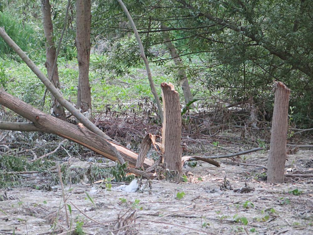 Scempio in riva al fiume Po, abbattuti sei salici