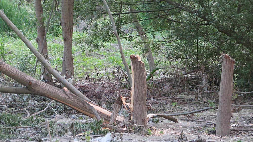 Scempio in riva al fiume Po, abbattuti sei salici