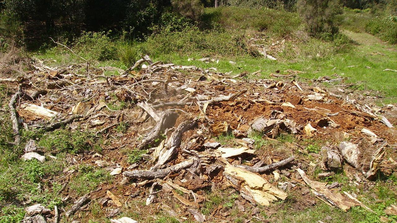 Rimossi senza permesso i resti di una quercia secolare