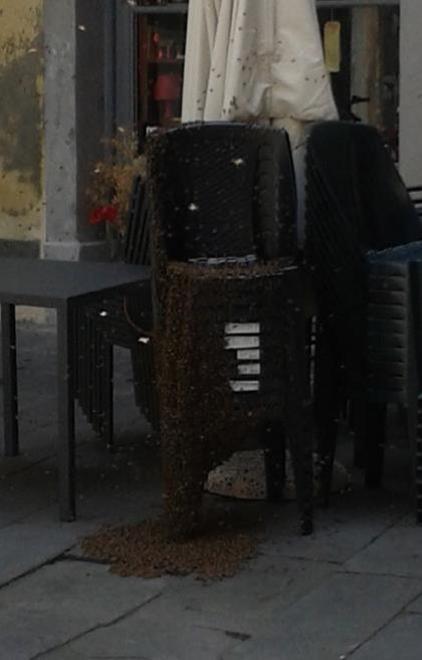 Sciame d’api invade via S. Andrea