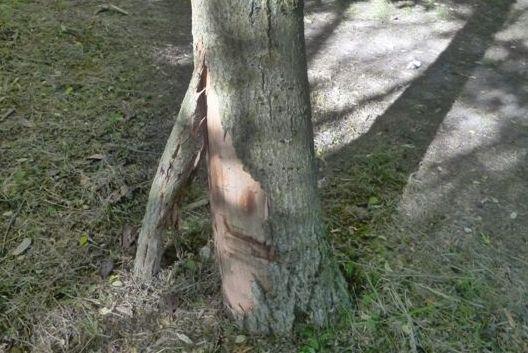 Alberi danneggiati e sfalci in ritardo