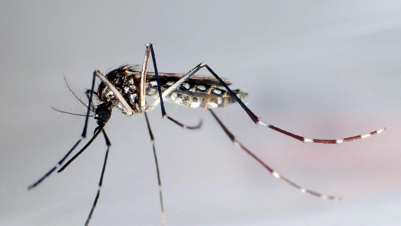 San Polo, caso di Chikungunya in un ragazzo rientrato dal Brasile