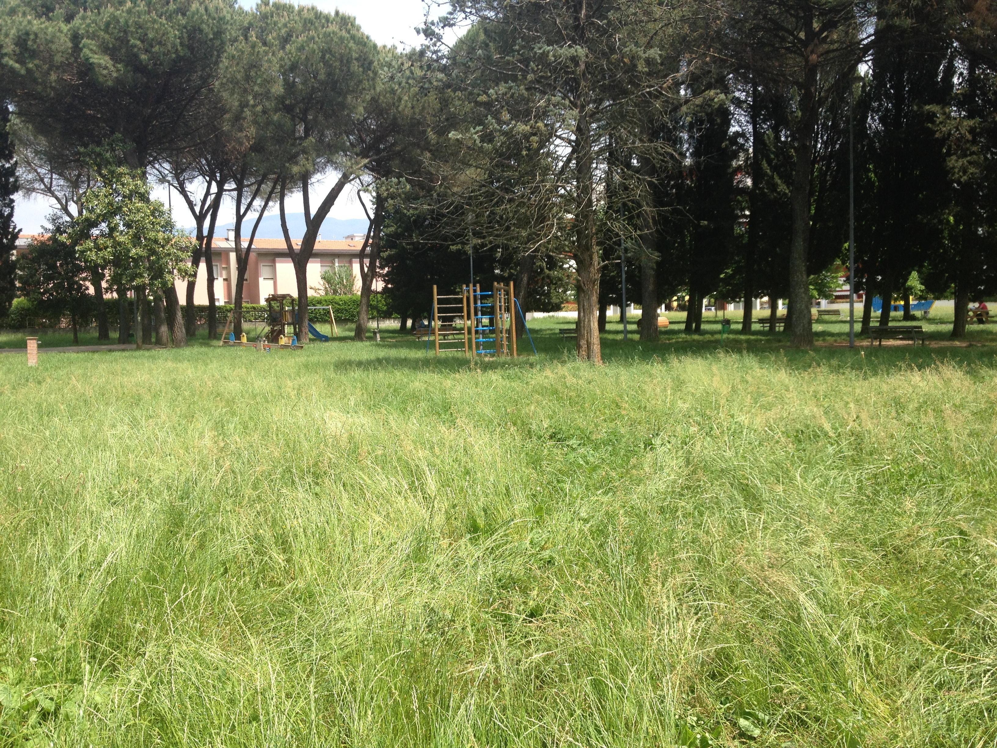 Erba alta in un giardino pubblico