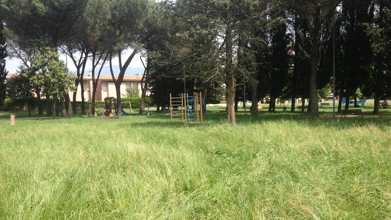 Erba alta in un giardino pubblico