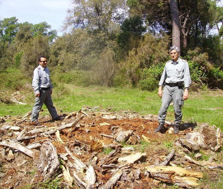 Spariti i resti di quercia secolare 