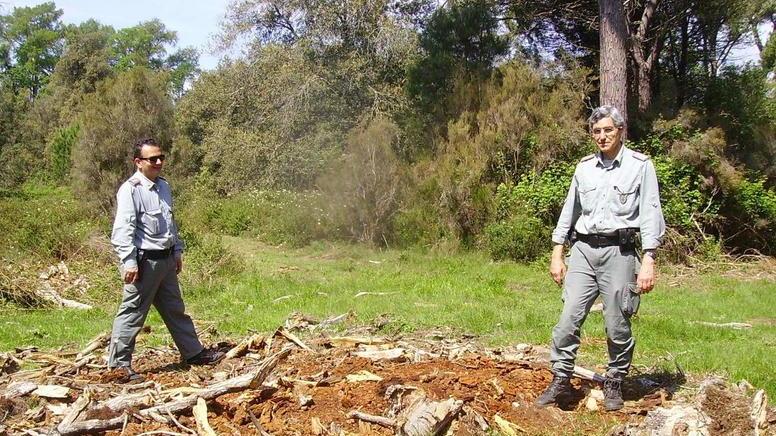 Spariti i resti di quercia secolare