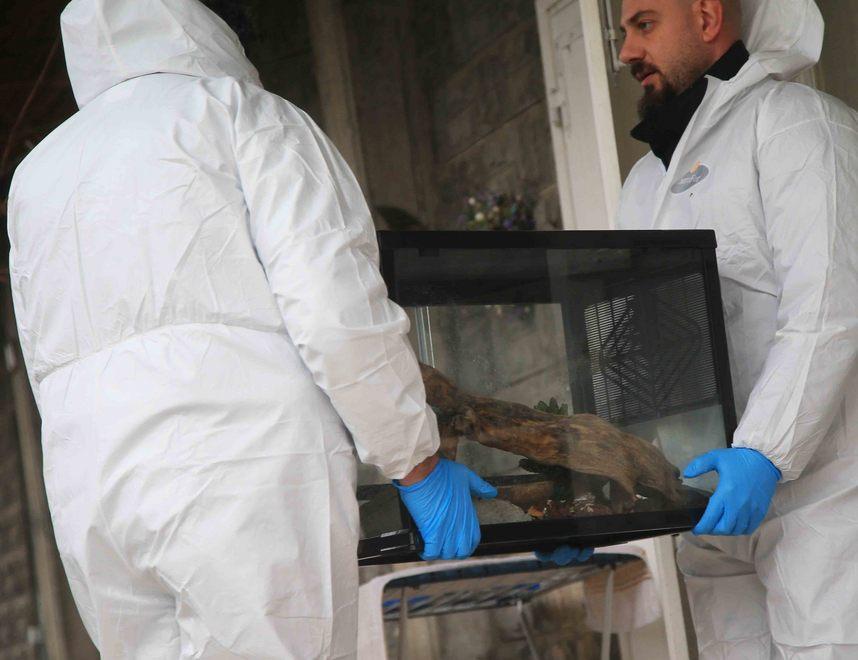Per il pm oltre al pitone le due donne portarono via anche la cocaina