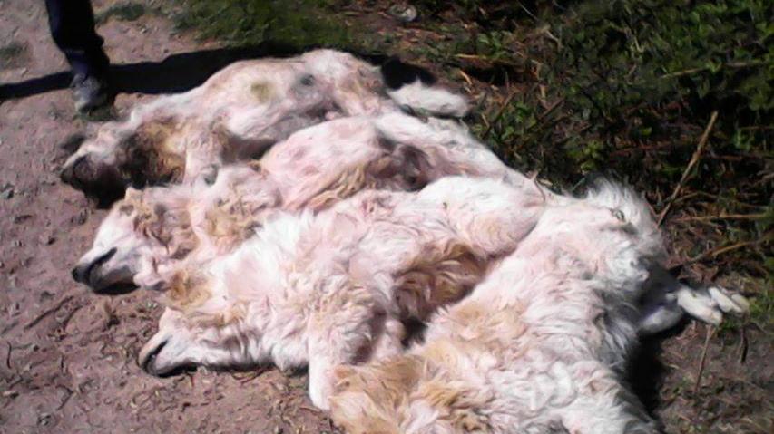 La strage di cani da guardiania ad Arcidosso