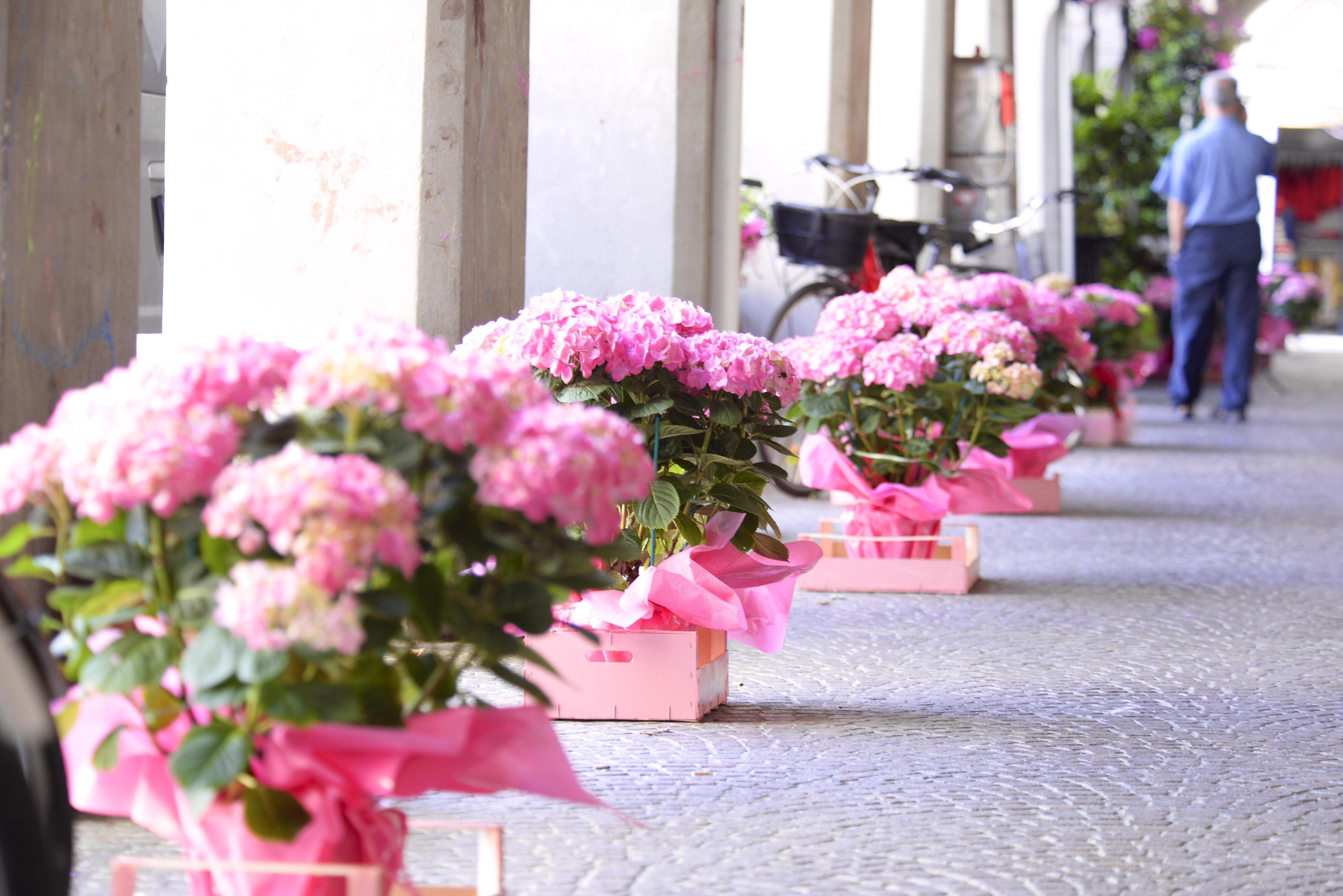 Addobbi in rosa in città per il Giro che arriva a Grosseto