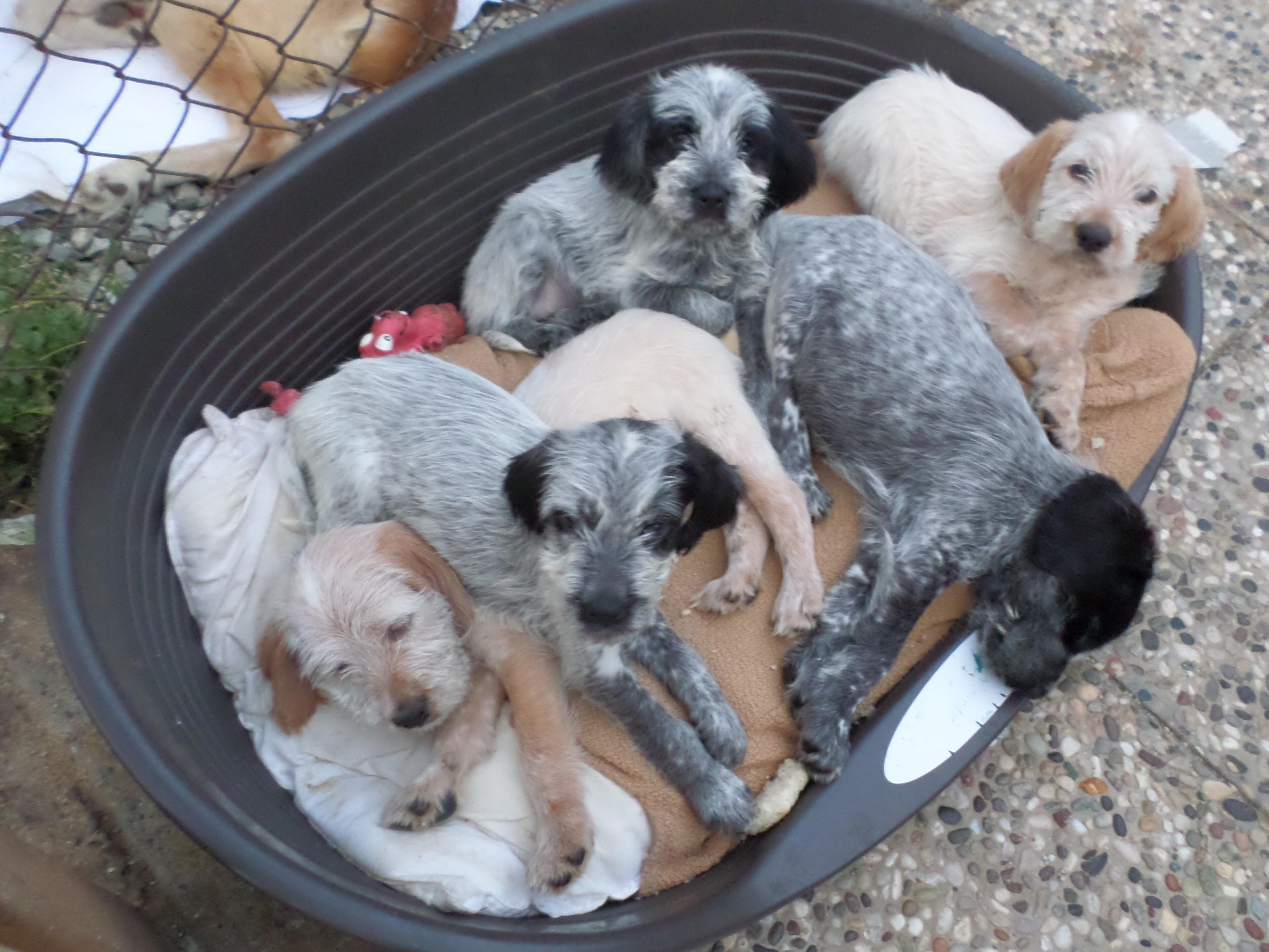 I cuccioli in cerca di adozione