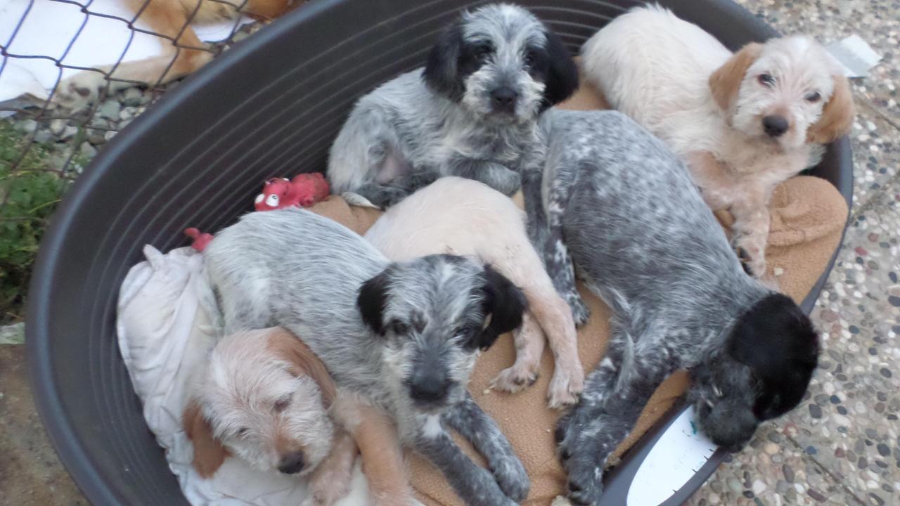 I cuccioli in cerca di adozione