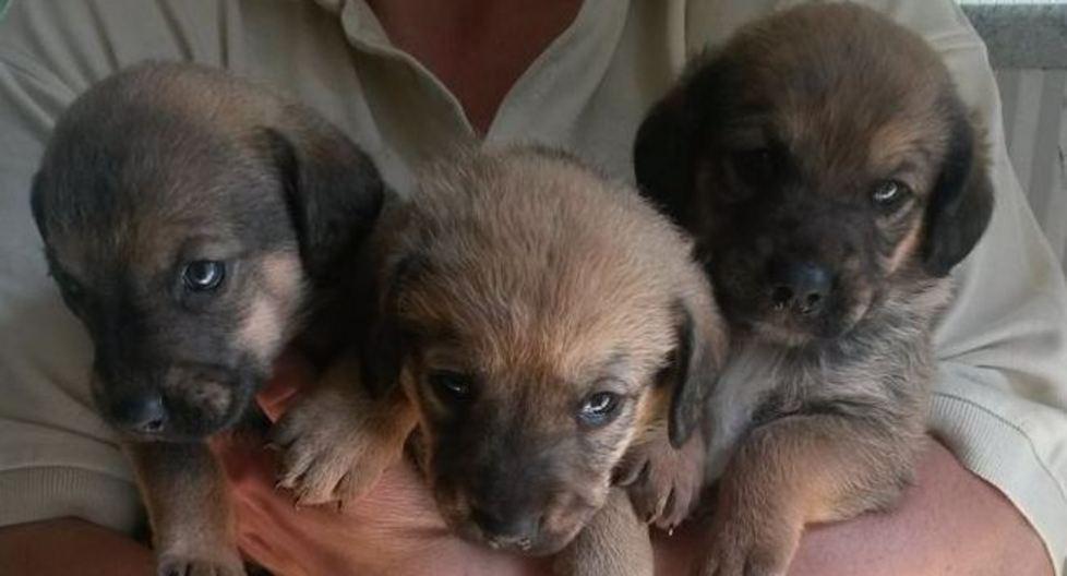 Milly abbandonata incinta ha dato alla luce 8 cuccioli 