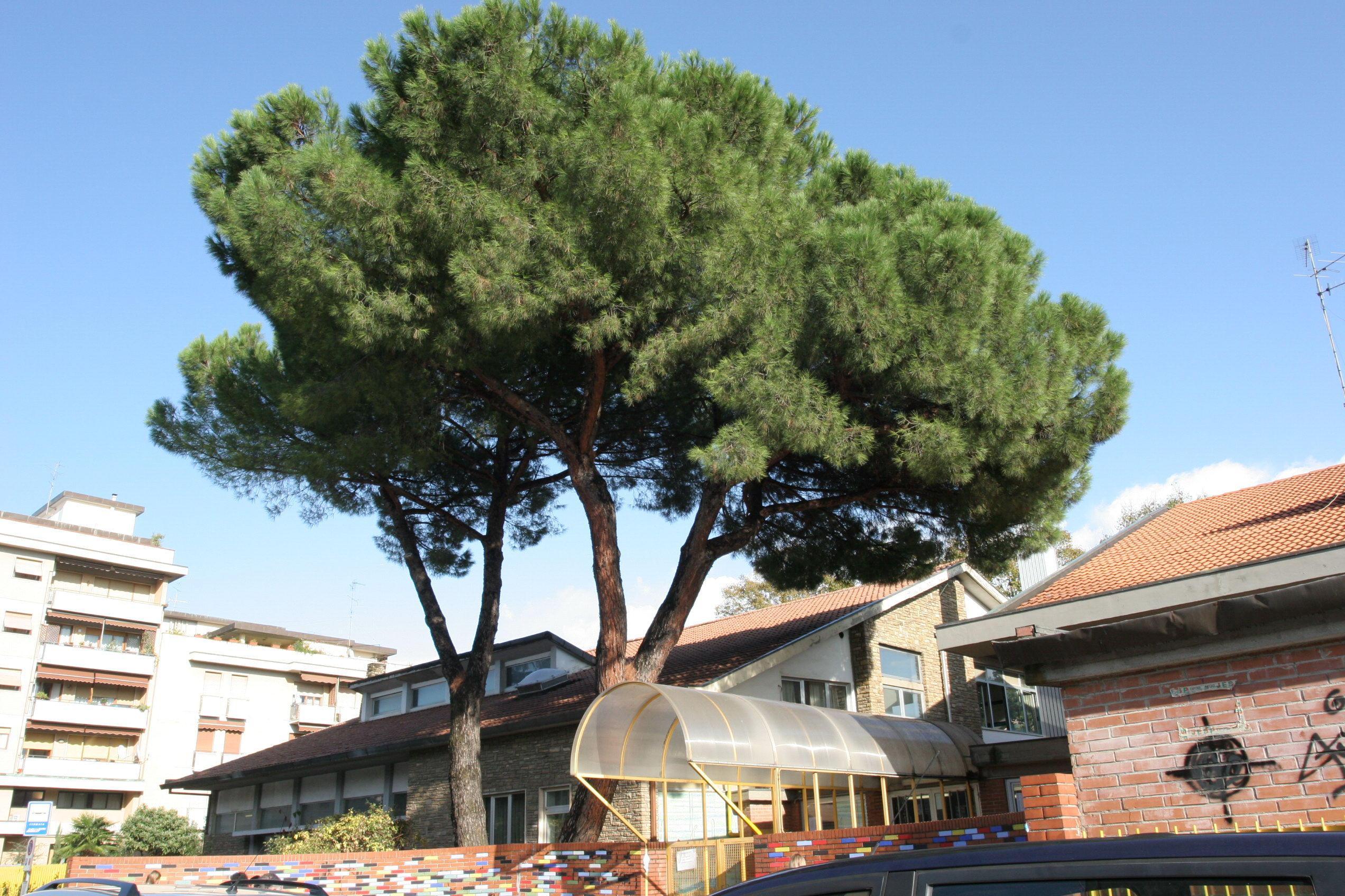 La scuola elementare Santa Gonda