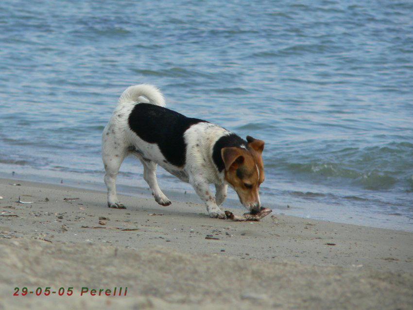 Un altro cane ferito da un amo (foto d'archivio)