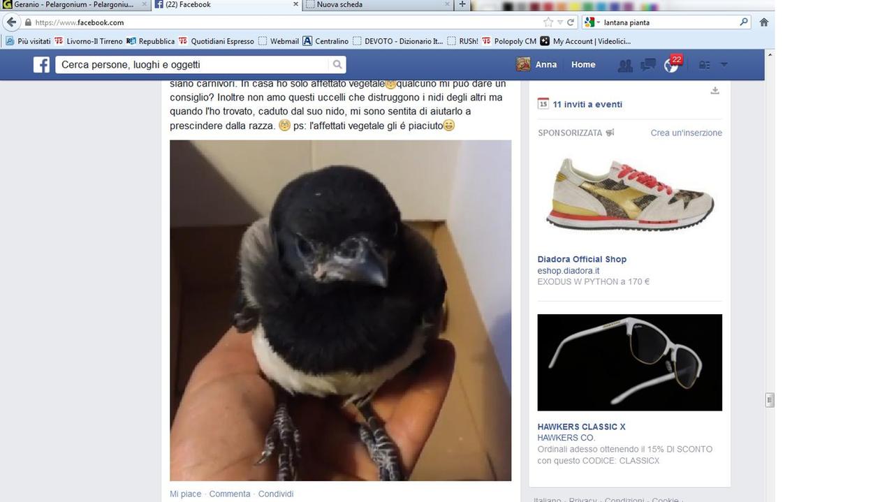 La gazza trovata a Bibbona da Rita Salvadori