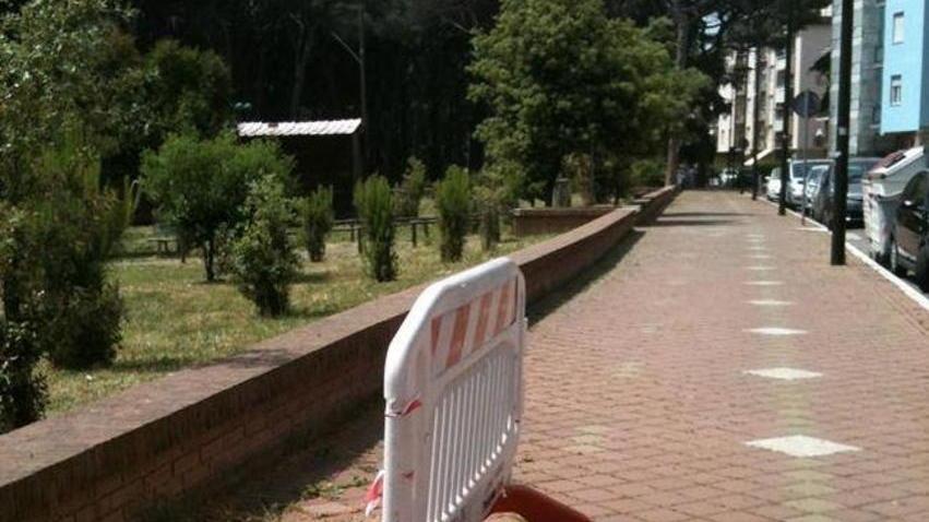 Tronchi di pino pericolanti