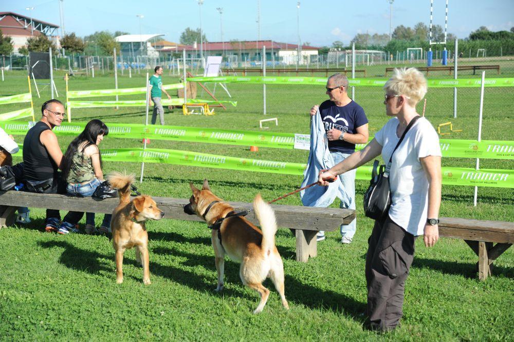 Bello, simpatico e giovane: la sfida (per gioco) è fra cani 