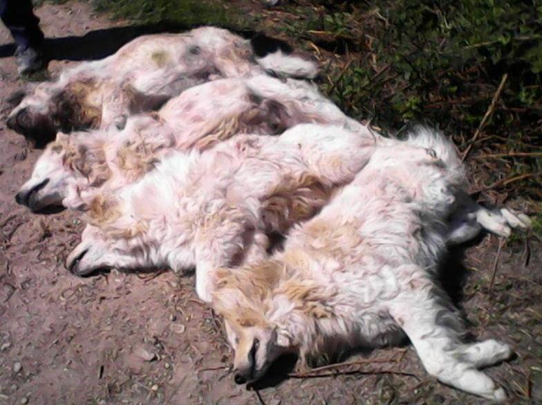 Cani addestrati in cerca di tracce di veleno sui pascoli 