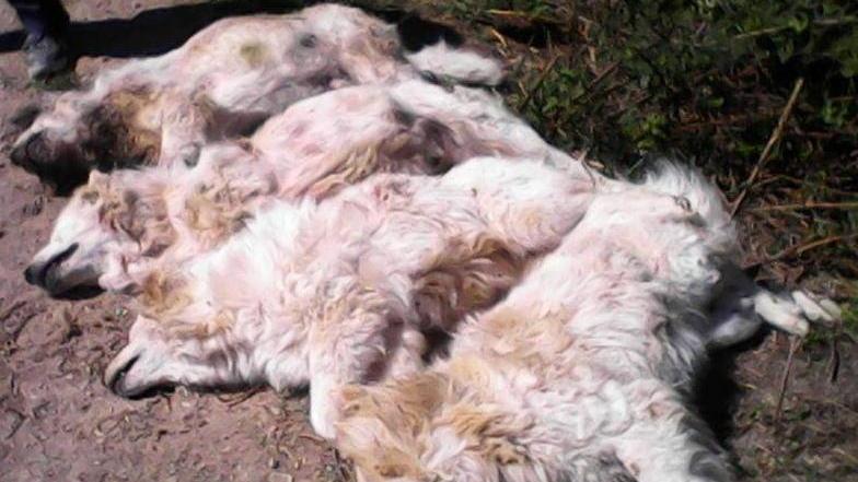 Cani addestrati in cerca di tracce di veleno sui pascoli