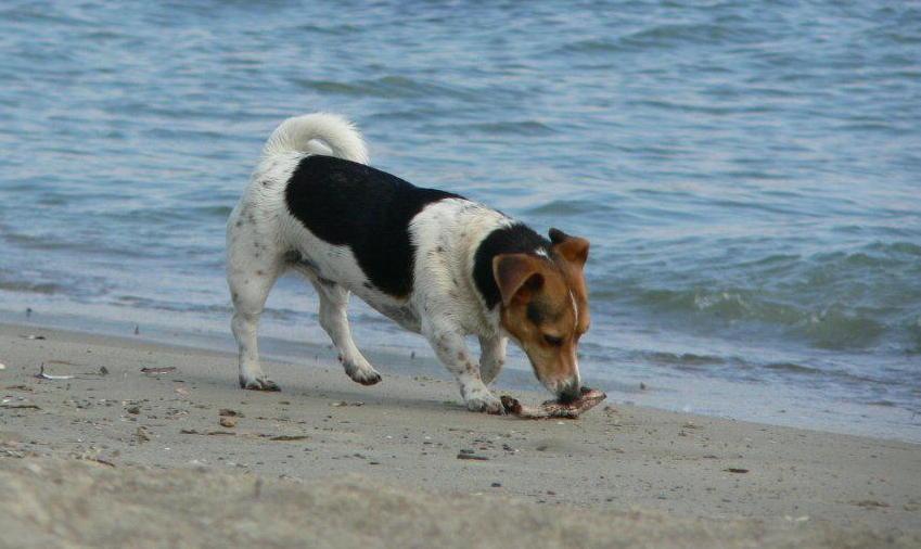 «Ami in spiaggia, scarsa pulizia» 