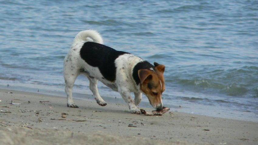 «Ami in spiaggia, scarsa pulizia»