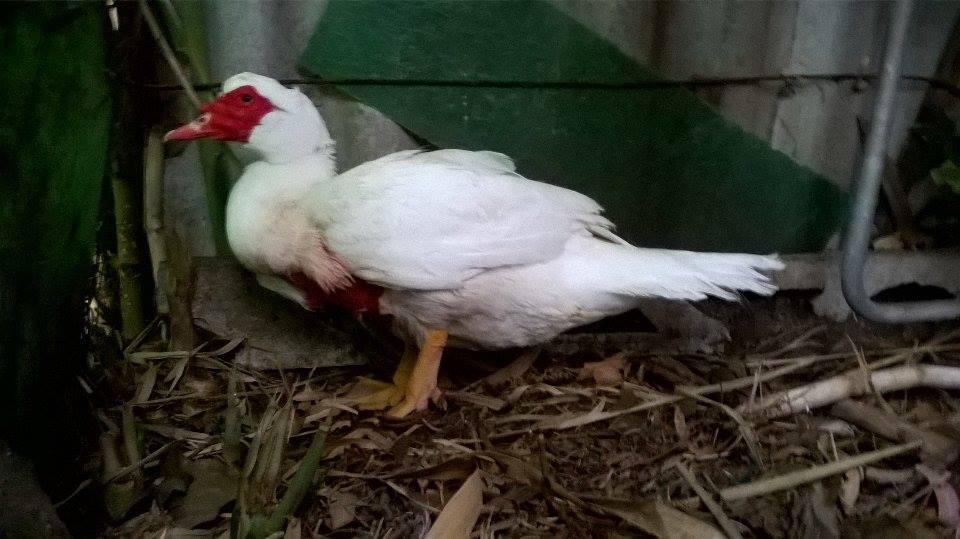 L'anatra aggredita al parco di via Giotto