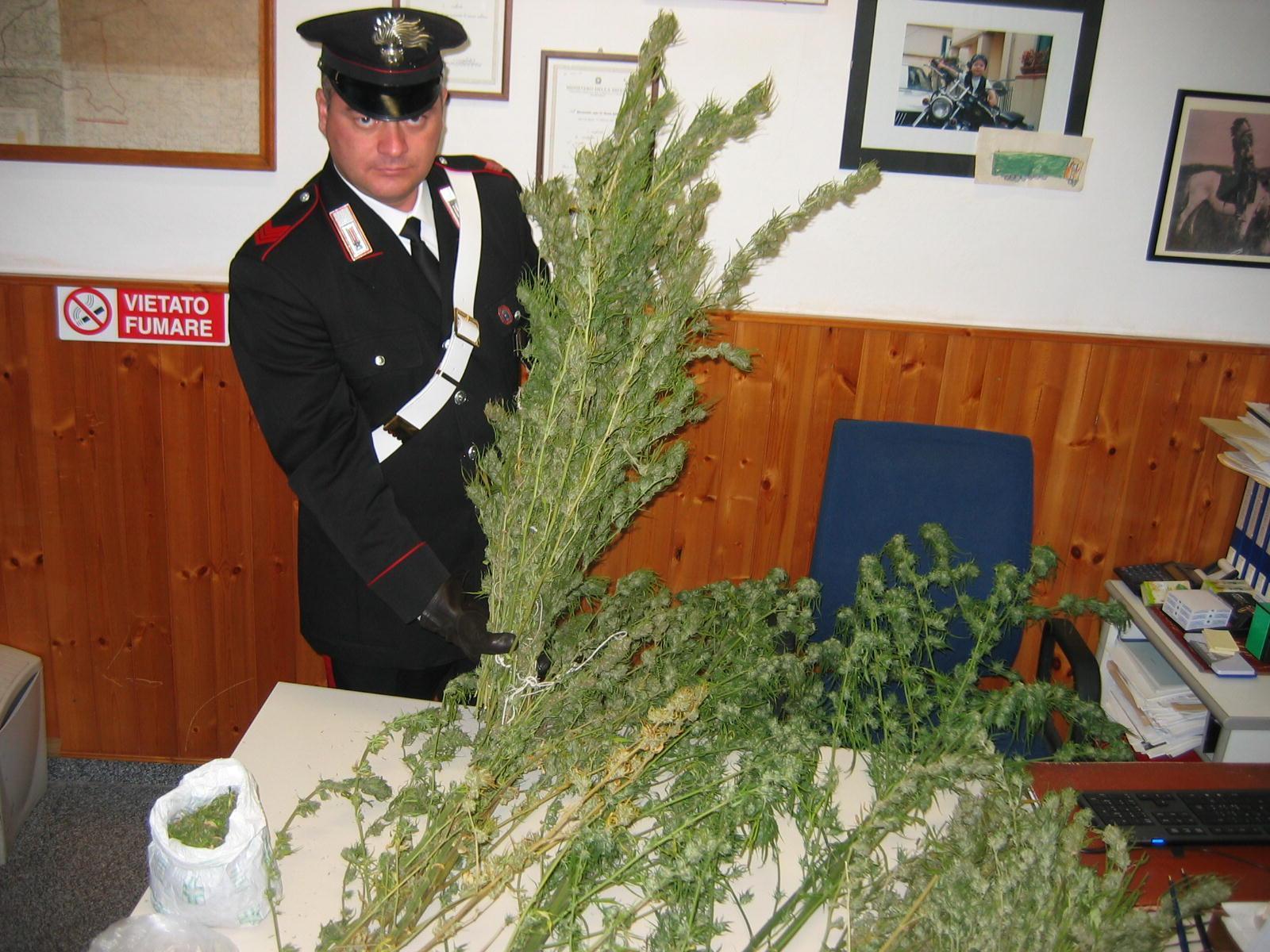 Piante di marijuana sequestrate dai carabinieri