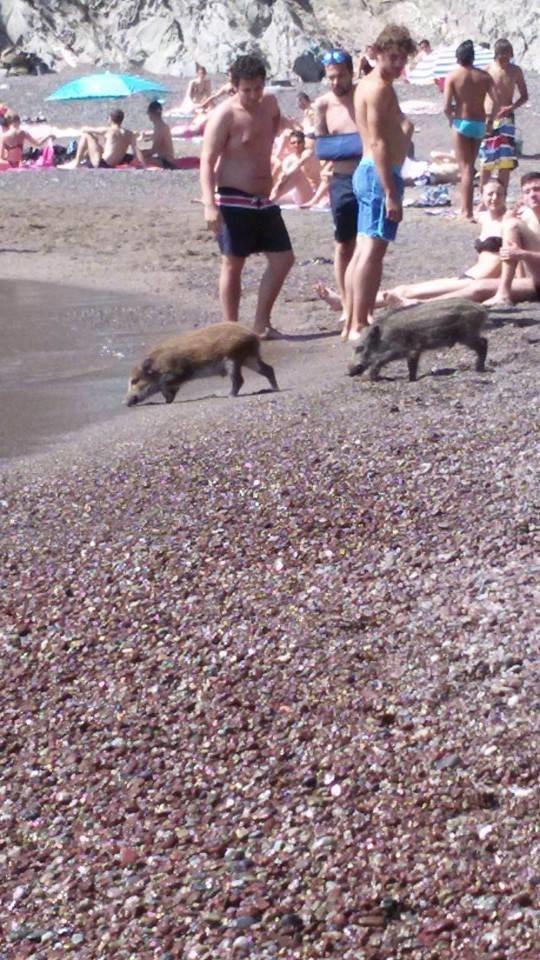 I cinghiali sulla spiaggia della Cala del Leone (foto Nikita Frassinelli)