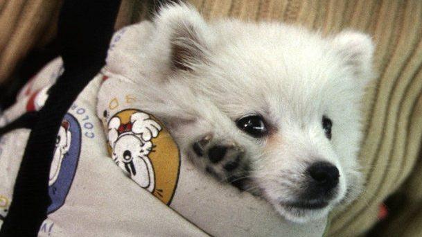 Shopping con il cane? Ora si può nella galleria del centro il Castello