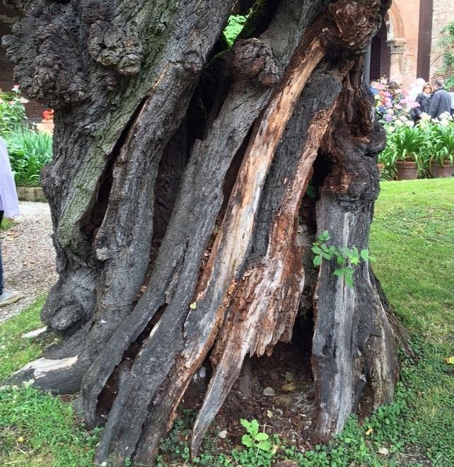 Gli alberi che fanno la storia della città 