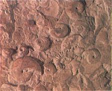Alla scoperta dei fossili al Museo planetario