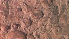 Alla scoperta dei fossili al Museo planetario