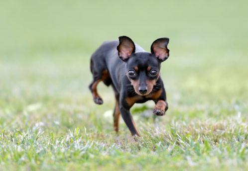Un pinscher in una foto d'archivio