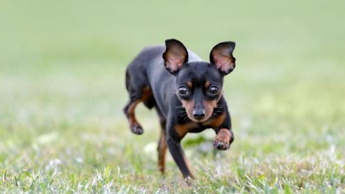 Un pinscher in una foto d'archivio