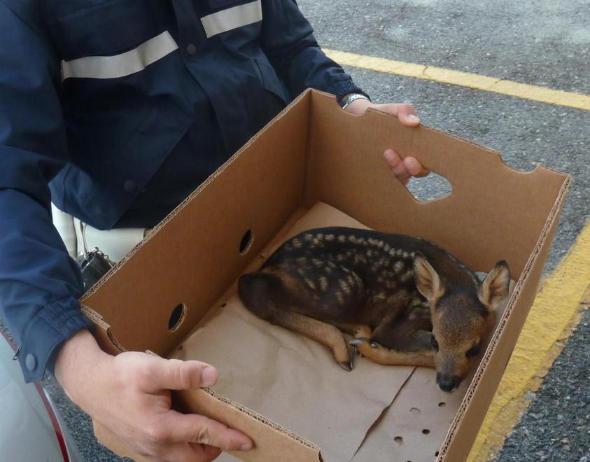«Non toccate i piccoli di capriolo» 