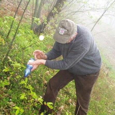 Salvare castagni e miele parte la guerra tra insetti 