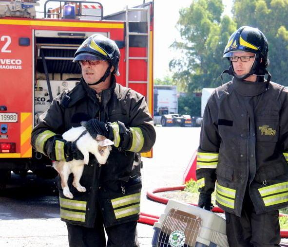 Bruciano baracche e orti animali salvati dai pompieri 
