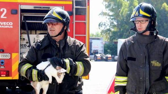 Bruciano baracche e orti animali salvati dai pompieri
