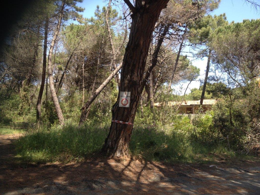 La pineta a Principina