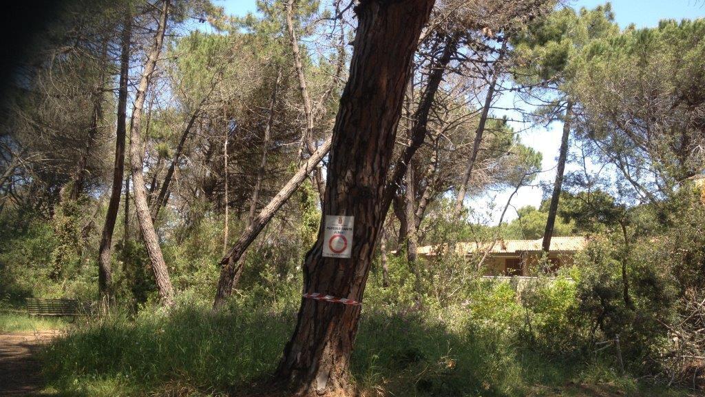 La pineta a Principina