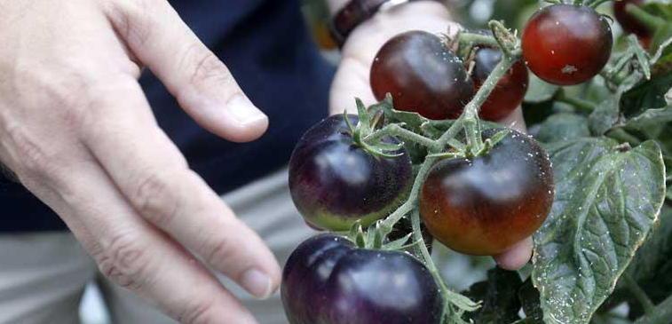 Il pomodoro SuperBio è in vendita 