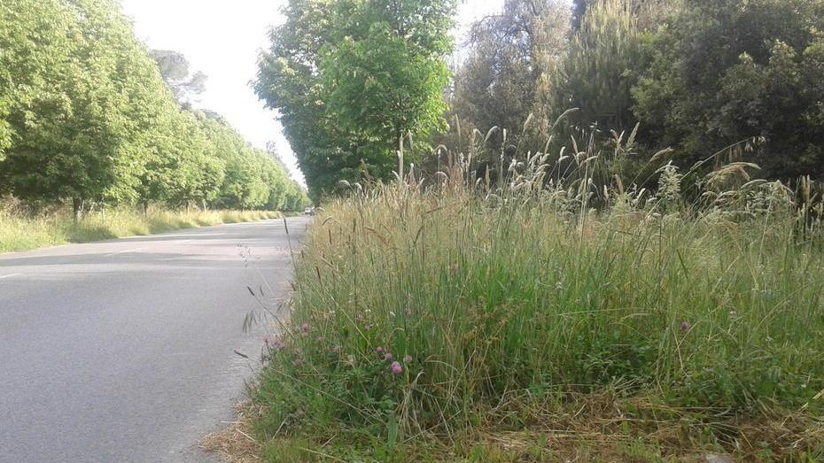 Erba alta su viale dei Tigli: disagi per turisti e sportivi